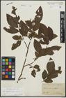 Foto von Salix appendiculata Vill. x Salix caprea L.